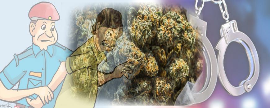 एक सय चार किलो भन्दा बढी गाँजासहित दुई जना पक्राउ, मारुती सुजुकी कार बरामद