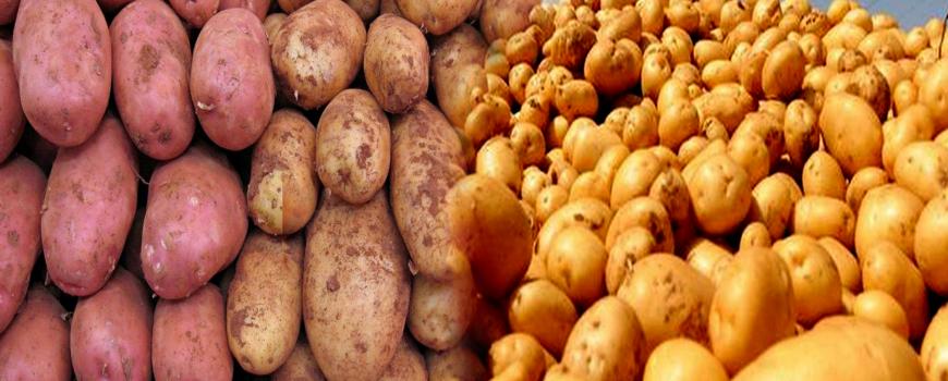 रातो आलुको मुल्य १३ प्रतिशतले घट्यो 